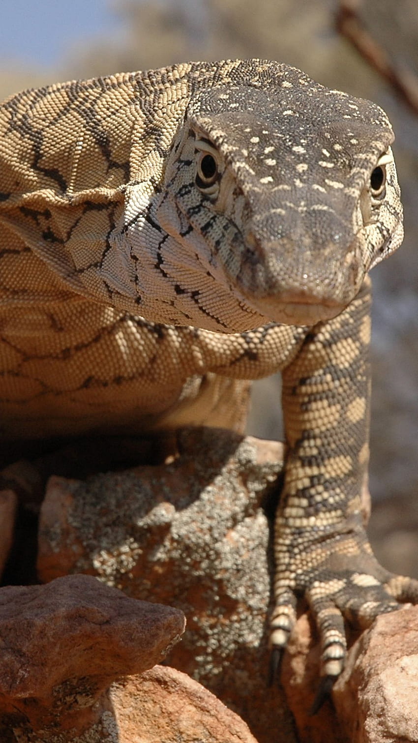 Komodo Dragon Iphone, monitor lizard HD phone wallpaper