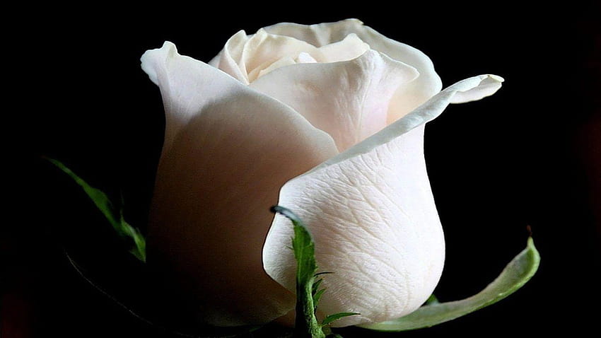 Flores: Rosa Blanca Hermosa Flor Naturaleza para, hermosa rosa blanca fondo  de pantalla | Pxfuel