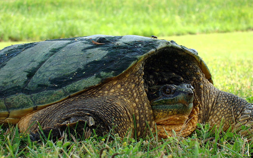 Snapping Turtle HD wallpaper