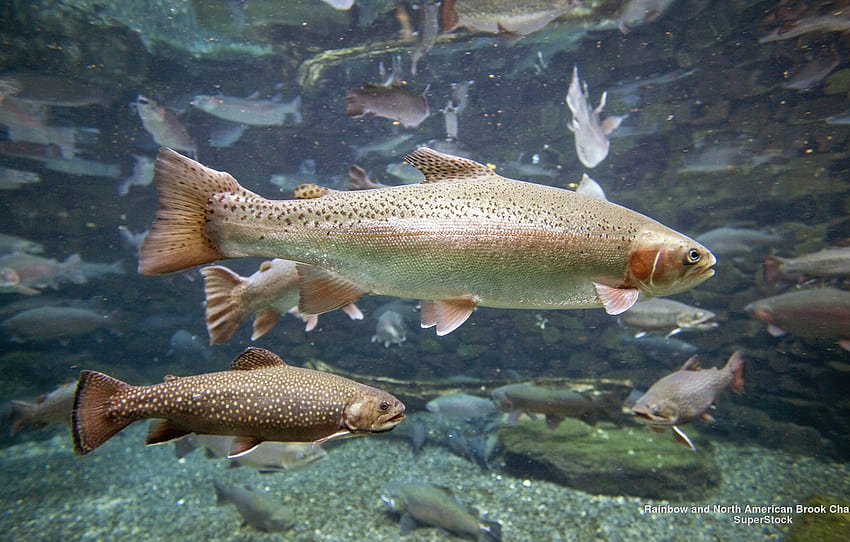 Fish, Rainbow, Water, , North American, Fullscreen, Brook Char Trout , section животные, brown trout HD wallpaper