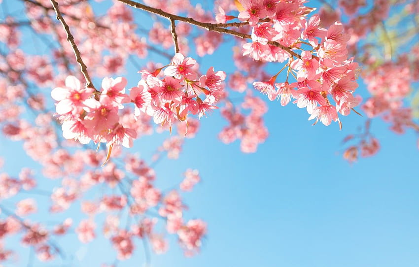 the sky, branches, spring, Sakura, flowering, pink, spring time for blossom HD wallpaper
