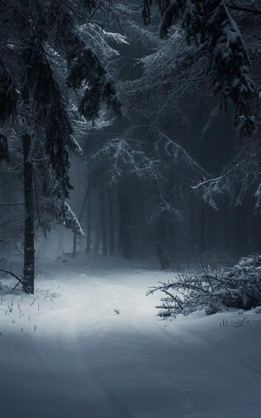 Dark Winter iPhone, ipad dark winter forest HD phone wallpaper | Pxfuel