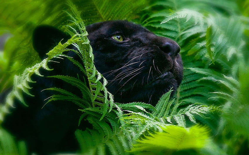 Tierischer schwarzer Panther 1920x1200, cooler Panther HD-Hintergrundbild