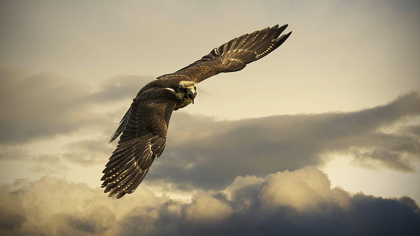 Flying Hawk, hawk bird HD wallpaper