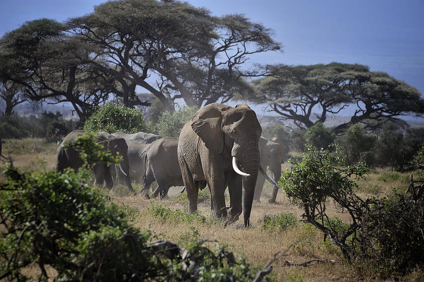 Gráfico de vida silvestre de un grupo de elefantes grises cerca de árboles, animales de Kenia fondo de pantalla