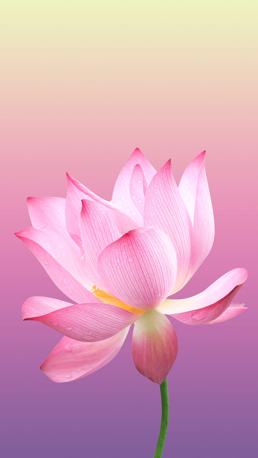 roseraie d'arrière-cour, rose et lotus Fond d'écran de téléphone HD