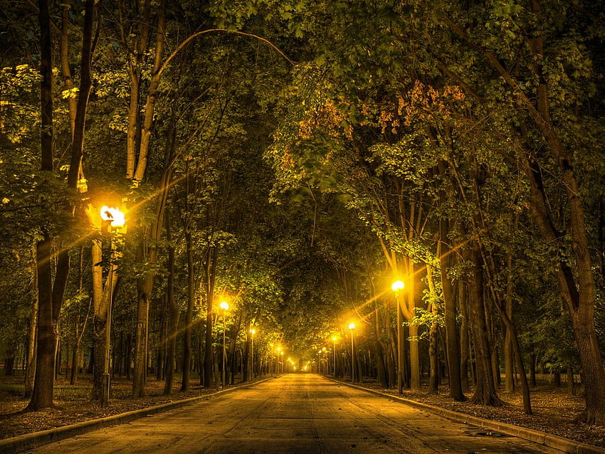 Hit the Lights! Light Pollution's Negative Impact on Urban Trees, dark winter street lights HD wallpaper