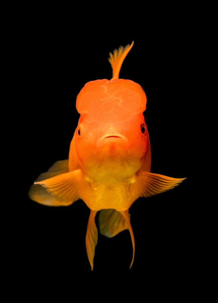Oranda Goldfish HD phone wallpaper