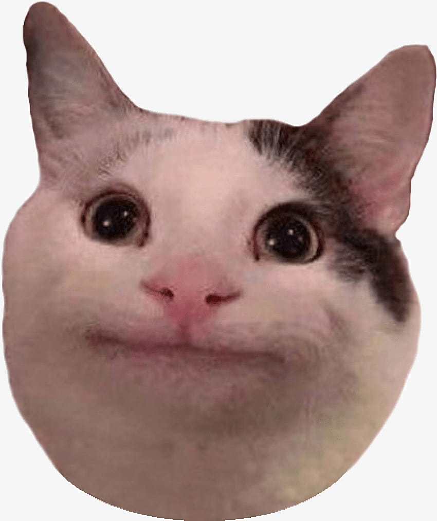 Вижте 19 прозрачни фона Тъжна котка Meme Png, учтива котка HD тапет за телефон