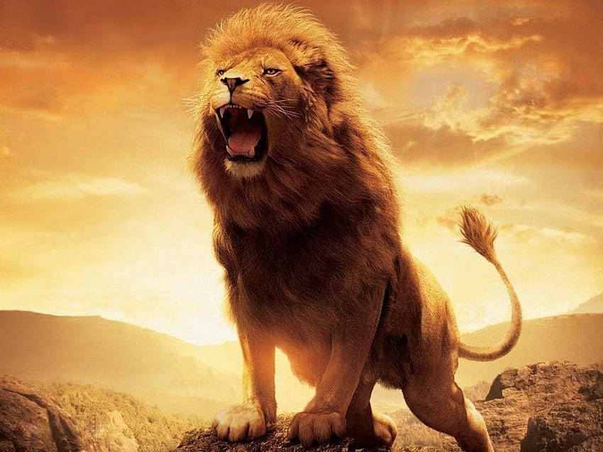 el leon de judaleon rugiendo, judah HD wallpaper