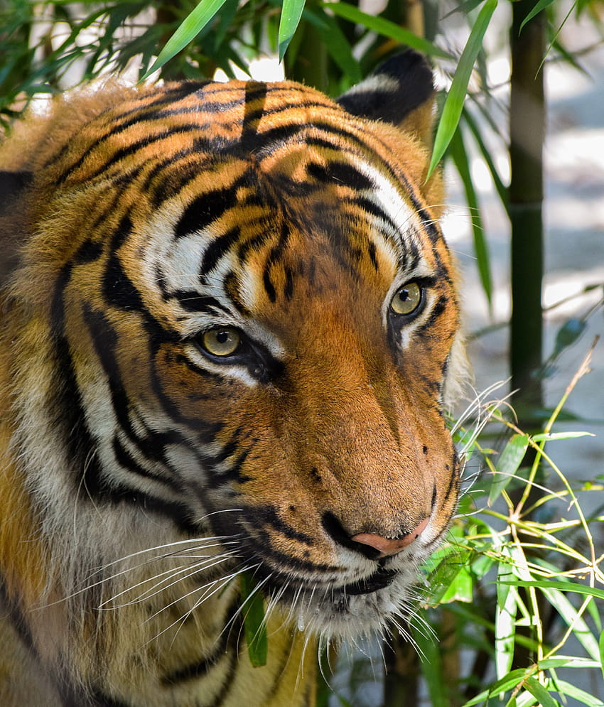 Nahaufnahme eines schönen Tigergesichts mit BambusbaumblätternNahaufnahme, Tigergesicht aus nächster Nähe HD-Handy-Hintergrundbild