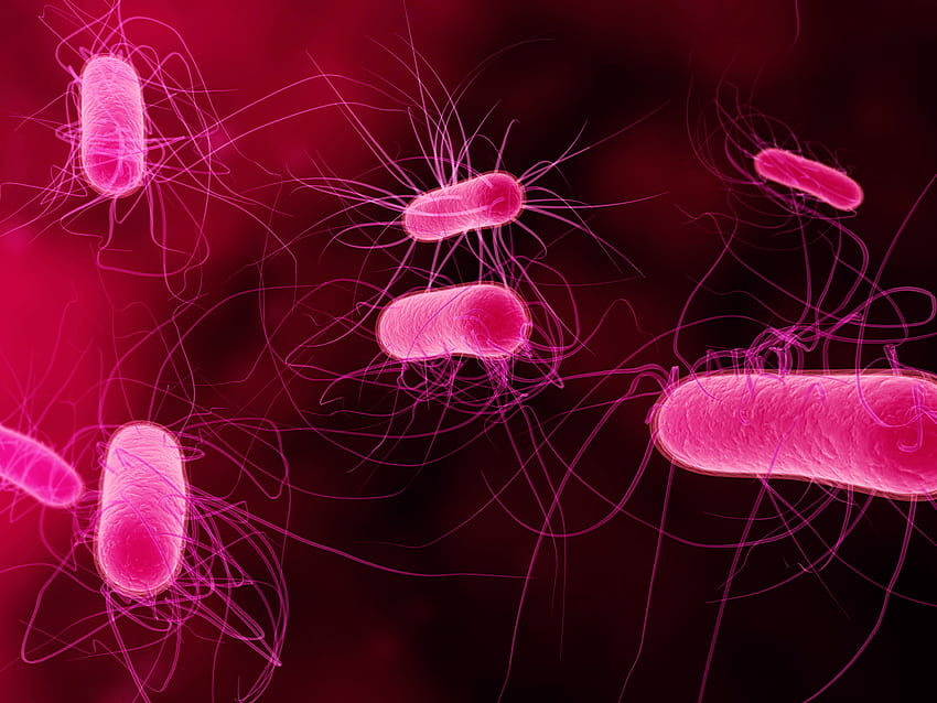 Bactérias, microbiologia papel de parede HD