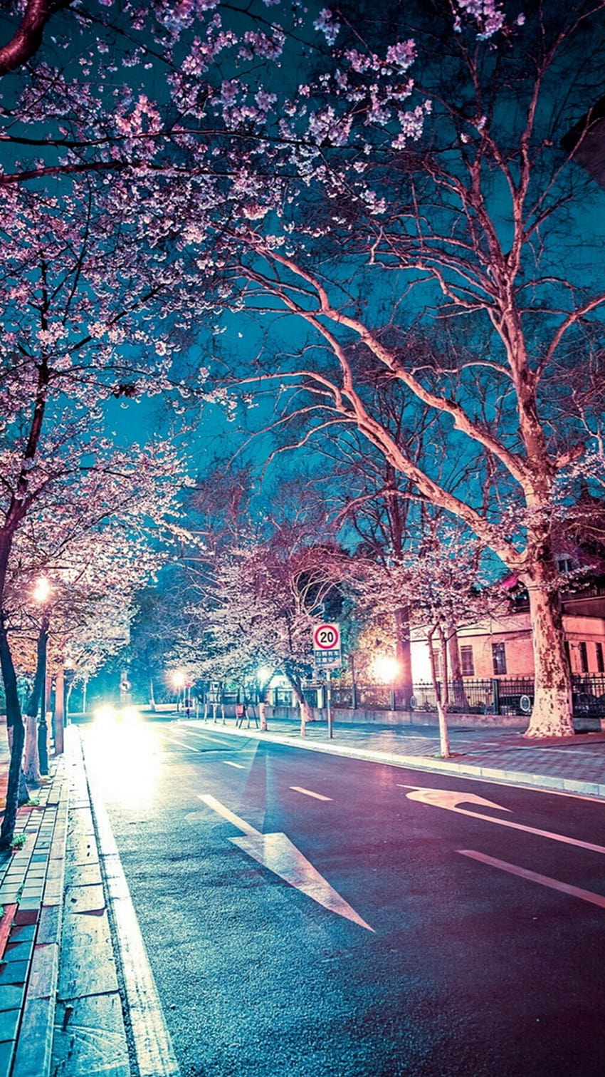 Japanese Street Cherry Blossom Night Scenery iPhone 8, road aesthetic landscape HD phone wallpaper