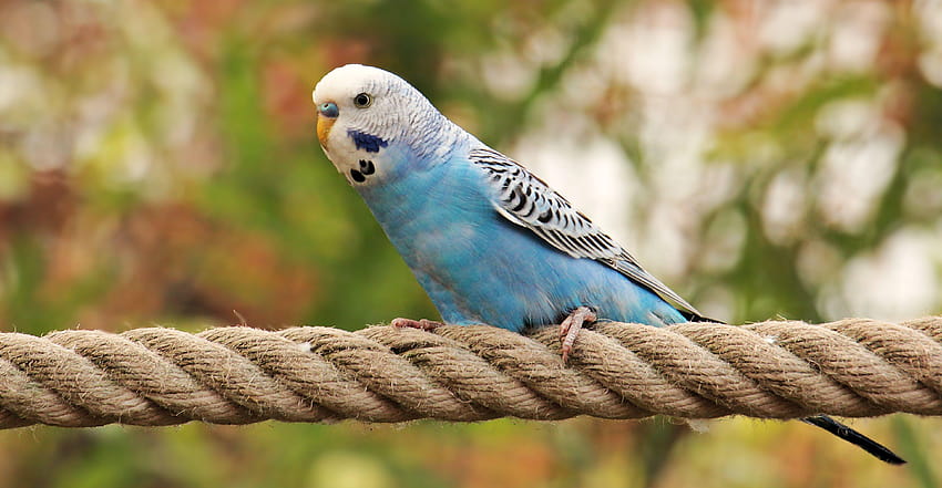 Blue and white budgerigar perched on brown rope HD wallpaper