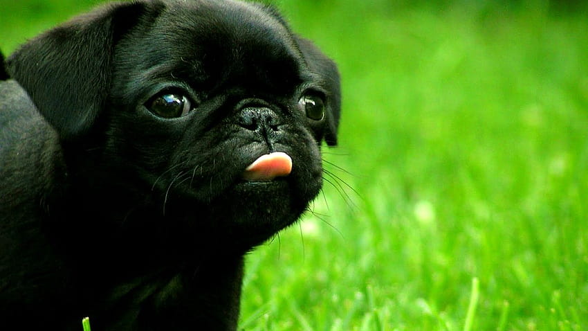 сладко черно кученце ФРЕНСКИ БУЛДОГ Чиста порода Черен, бебе френски булдог HD тапет
