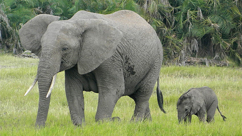 Mother Elephant with Her Child Awesome Pic, elephant mother and child HD wallpaper