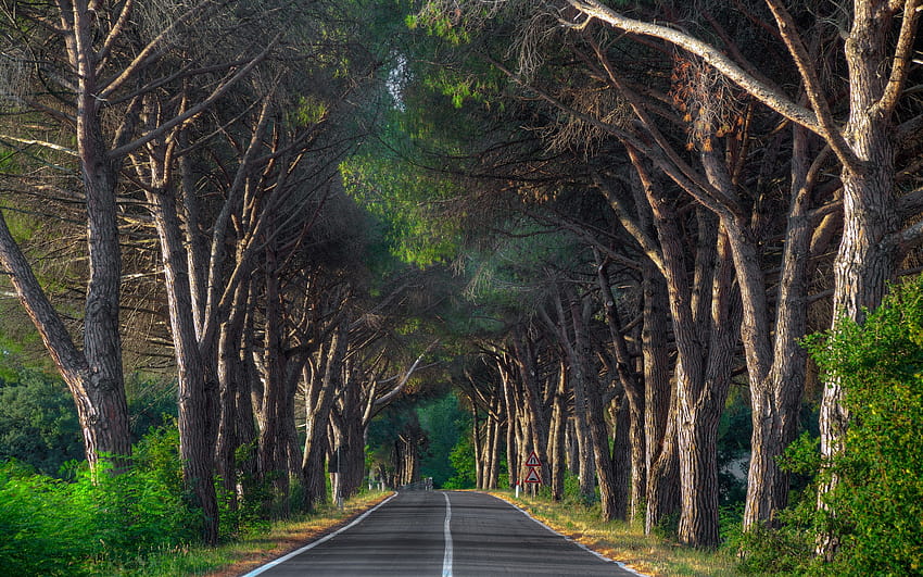 Street of nature green HD wallpapers | Pxfuel
