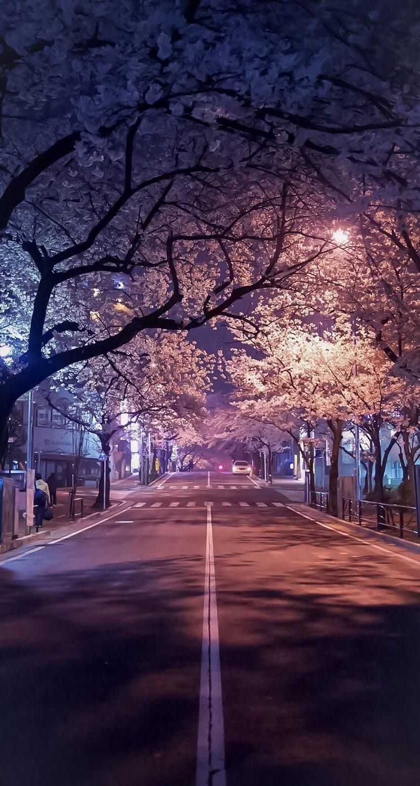 Wiśniowe kwiaty w nocy, Japonia., Nocna sceneria japońskiego androida Tapeta na telefon HD