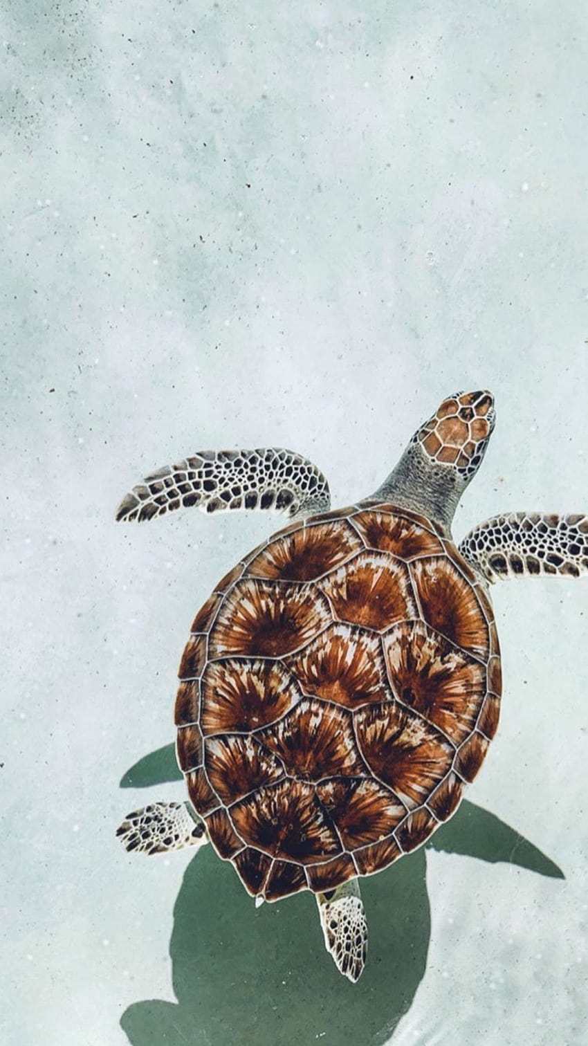 estetyczny żółw morski Tapeta na telefon HD