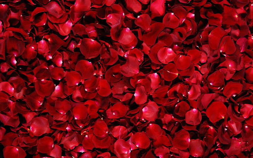 Rose Red Flowers One [2560x1600] für Ihr , Handy & Tablet, dunkelrote gelbe Blütenblätter HD-Hintergrundbild