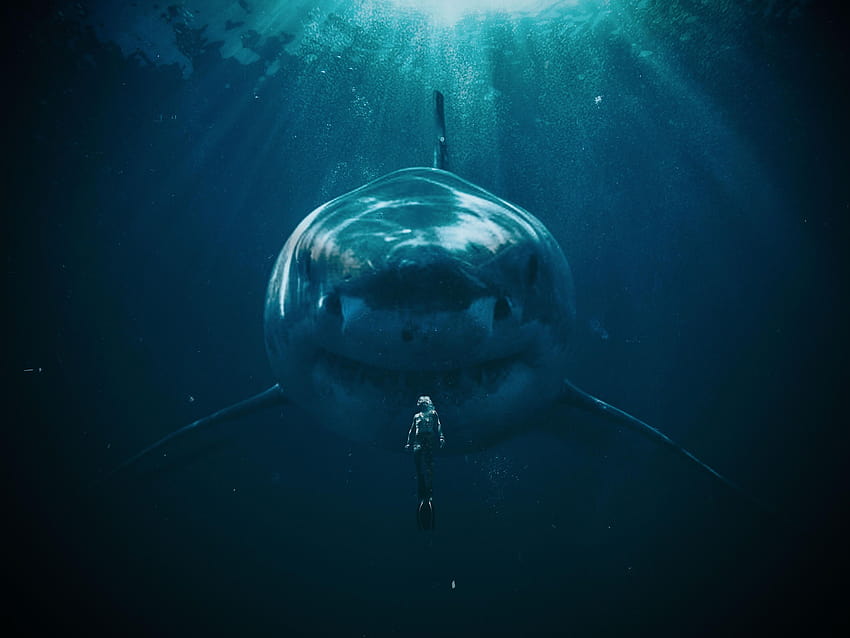 A big shark HD wallpaper