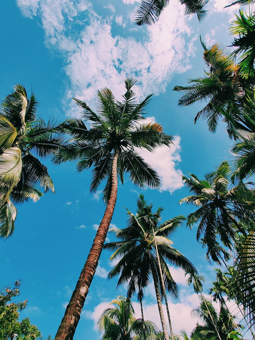 Кокосови дървета, кокосово момиче лято HD тапет за телефон