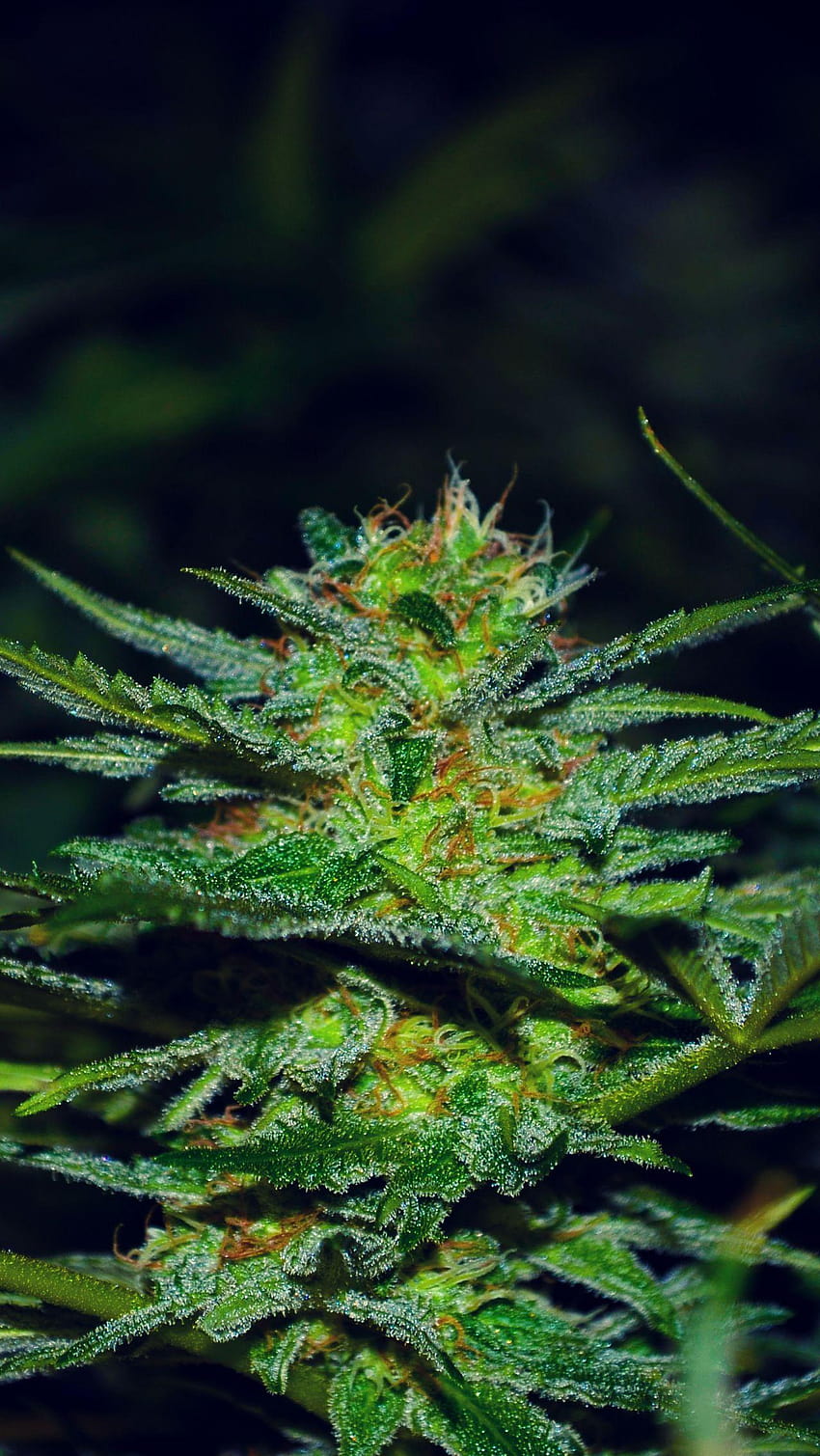 Marijuana & Backgrounds –, weed HD phone wallpaper | Pxfuel