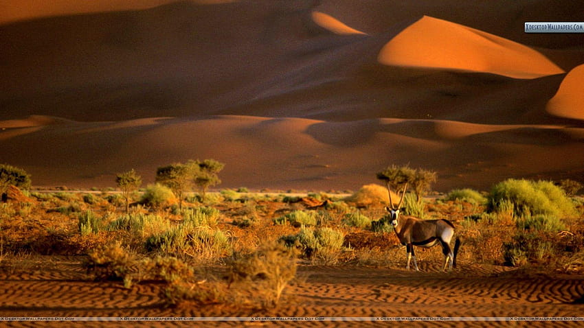 Oryx, Namibia, Africa HD wallpaper