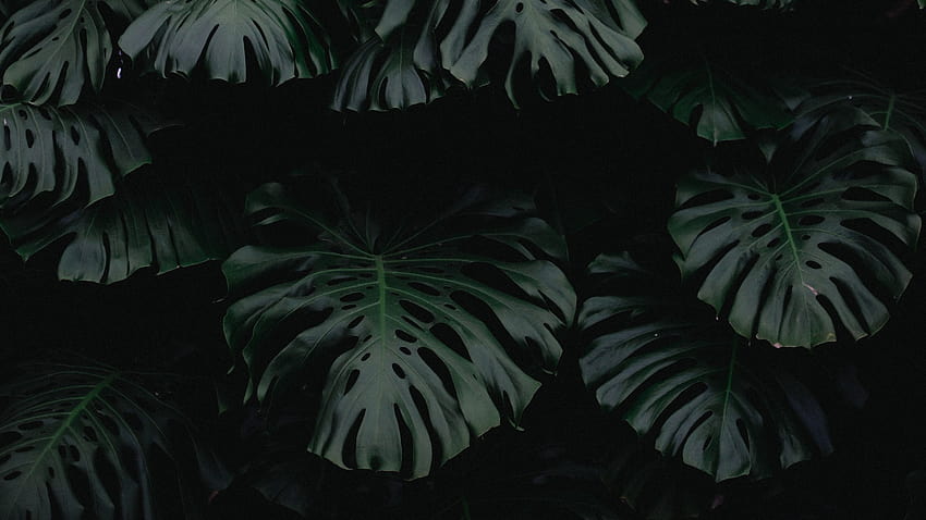 Folha, verde, escuro, planta, planta escura papel de parede HD