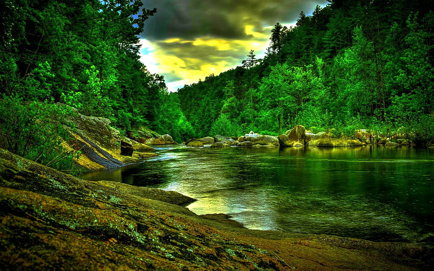 hutan hujan amazon Wallpaper HD