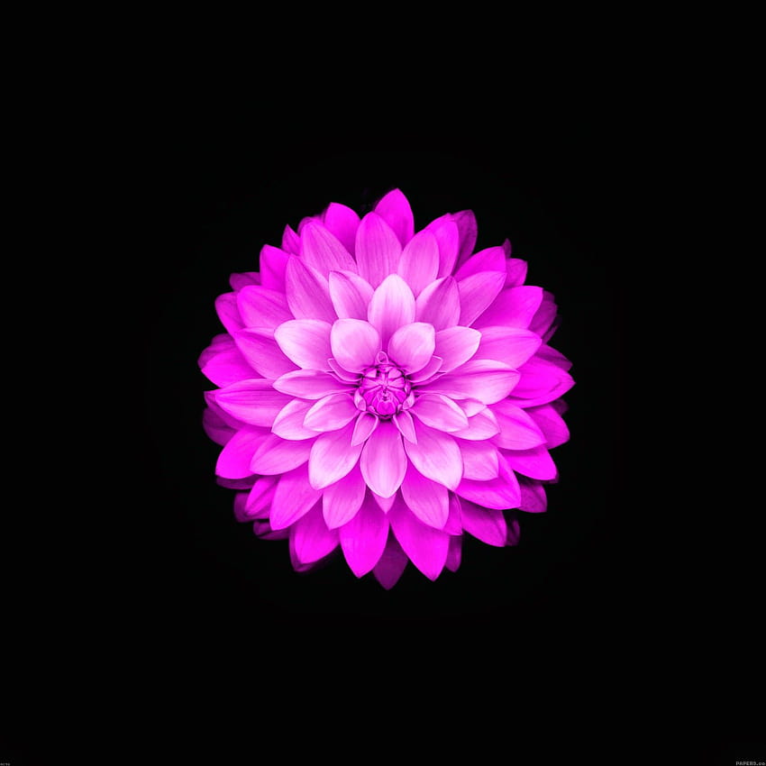 Fleur de lotus aux 3 pommes Fond d'écran de téléphone HD