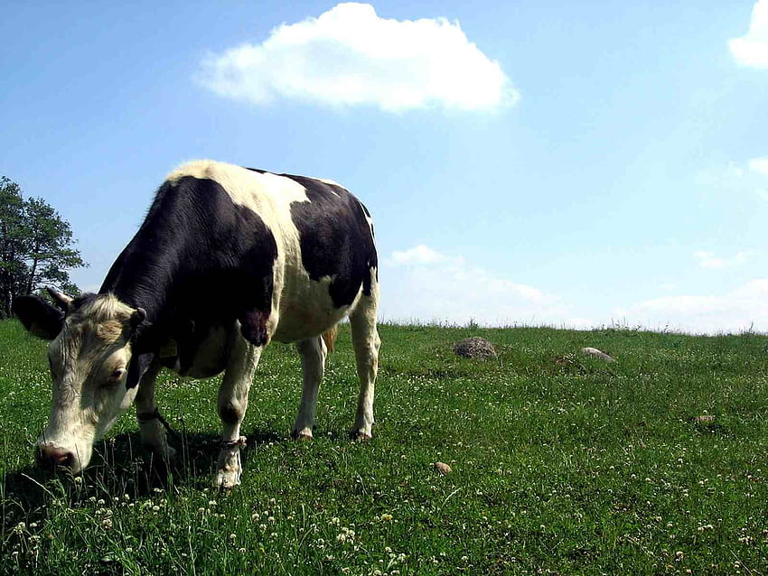 4 Cattle, fat cow HD wallpaper
