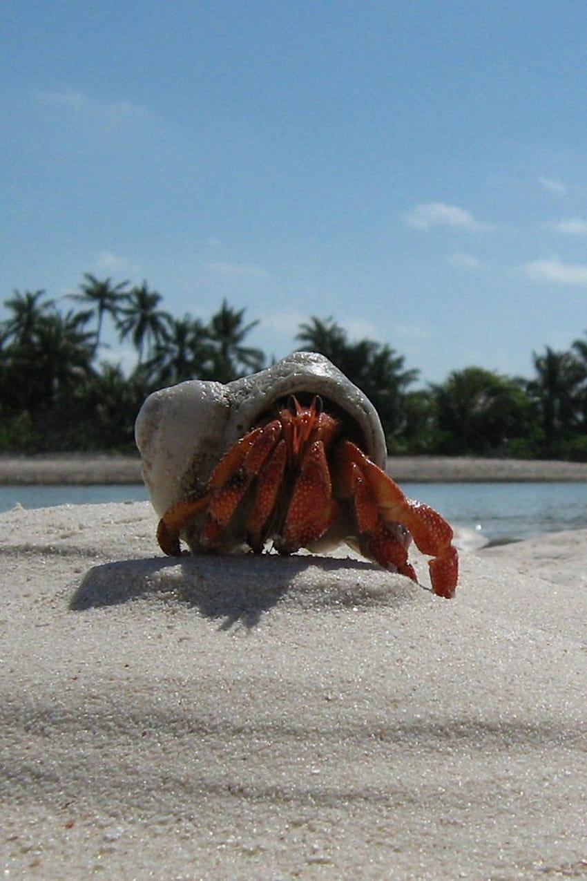 Hermit Crab posted by Sarah Tremblay HD phone wallpaper