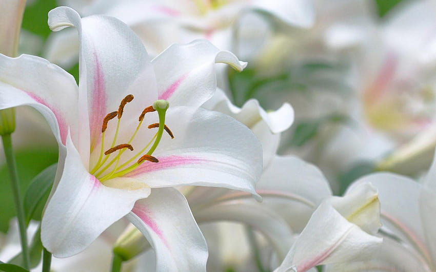 5 Lilies, pink and white lilies HD wallpaper | Pxfuel