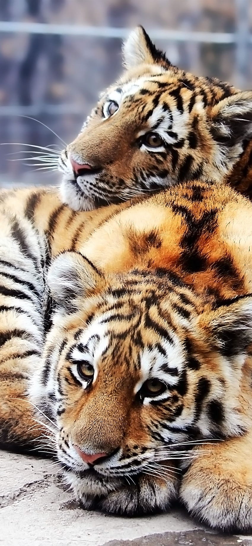 Two cute tigers 1242x2688 iPhone 11 Pro/XS Max HD phone wallpaper