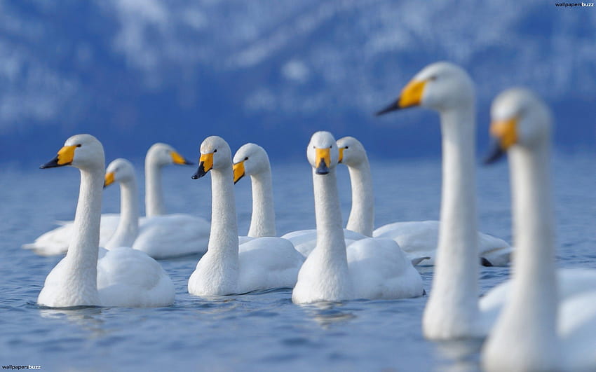 Swans on the lake, white swan on the lake HD wallpaper