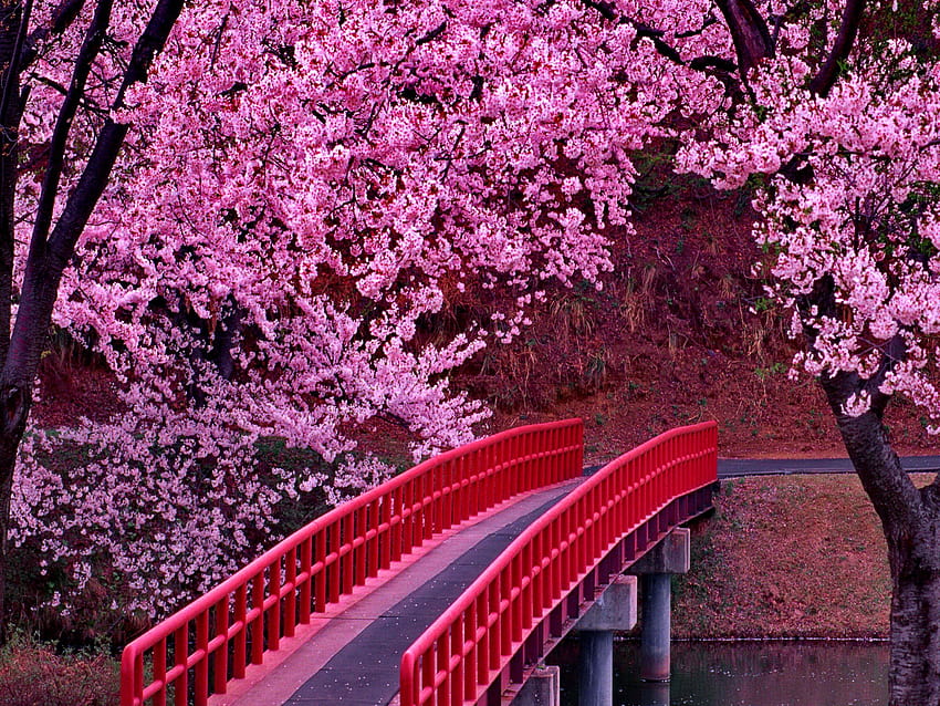 japanese foto blossom festivall, cherry blossom tree HD wallpaper