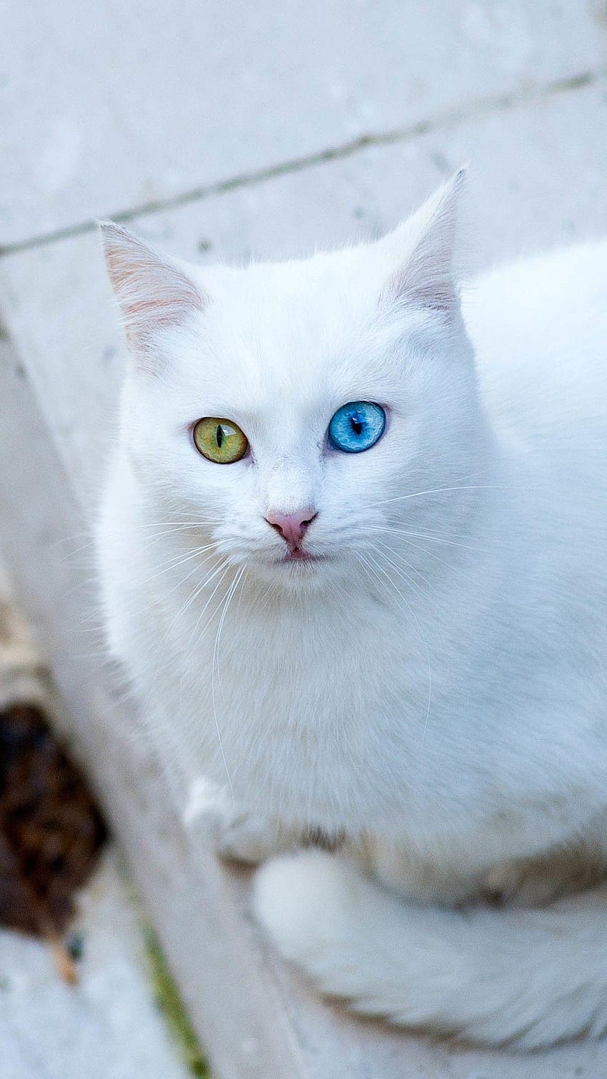 하얀 고양이 아이폰, 하얀 솜털 고양이 HD 전화 배경 화면