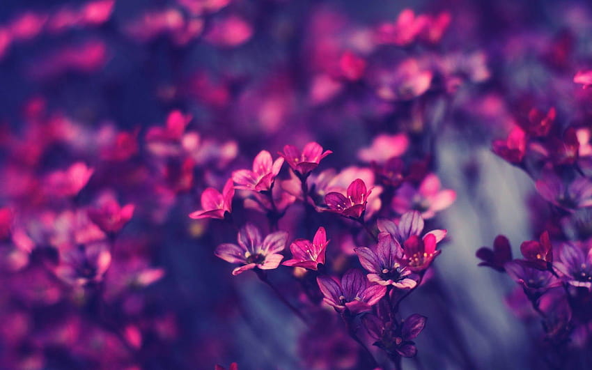 Flor morada, portátil tumblr lila fondo de pantalla