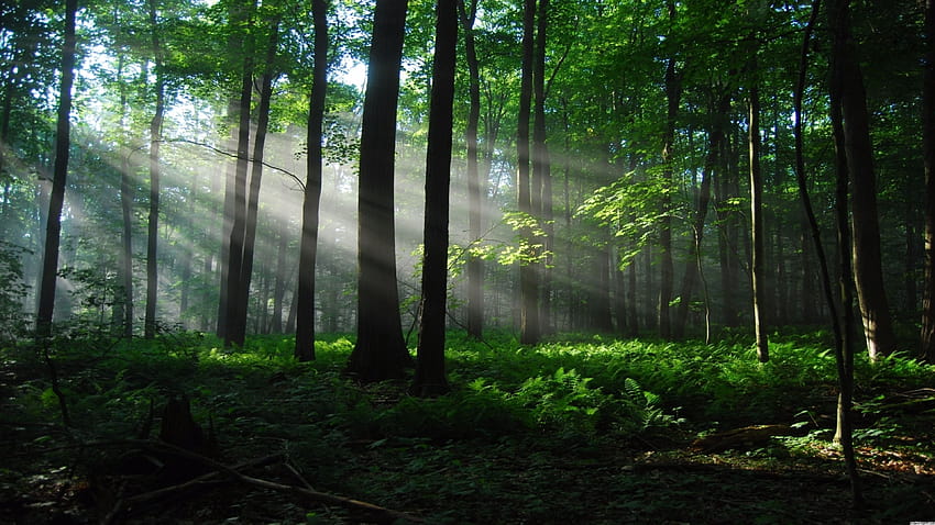 Najlepsze 5 lasów deszczowych na biodrze, lasy deszczowe ultra Tapeta HD