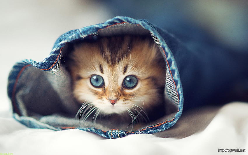 Cute Baby Cat, kittens HD wallpaper