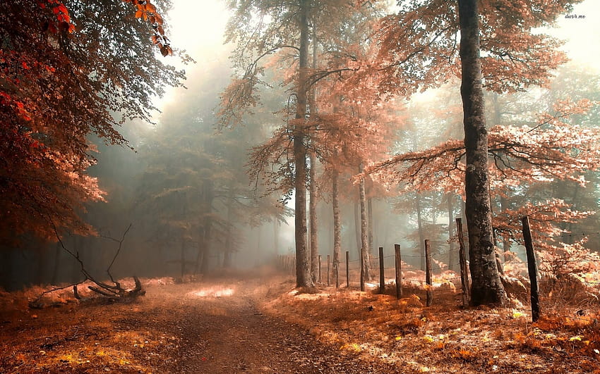 秋の魔法を感じさせてくれる秋、旅路の森の秋 高画質の壁紙