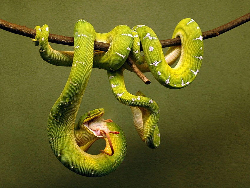 Boa Snake, boa constrictor HD wallpaper