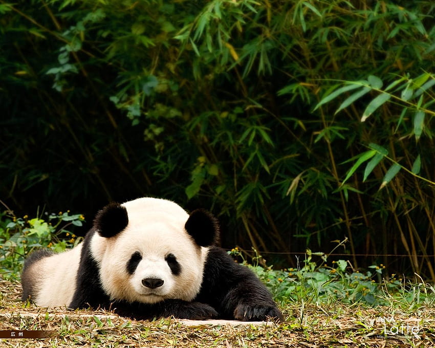 Giant panda Bears animal, giant pandas HD wallpaper