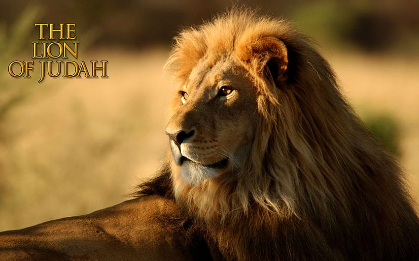 Какво ще кажете за Юда?, лъв от племето на Юда HD тапет