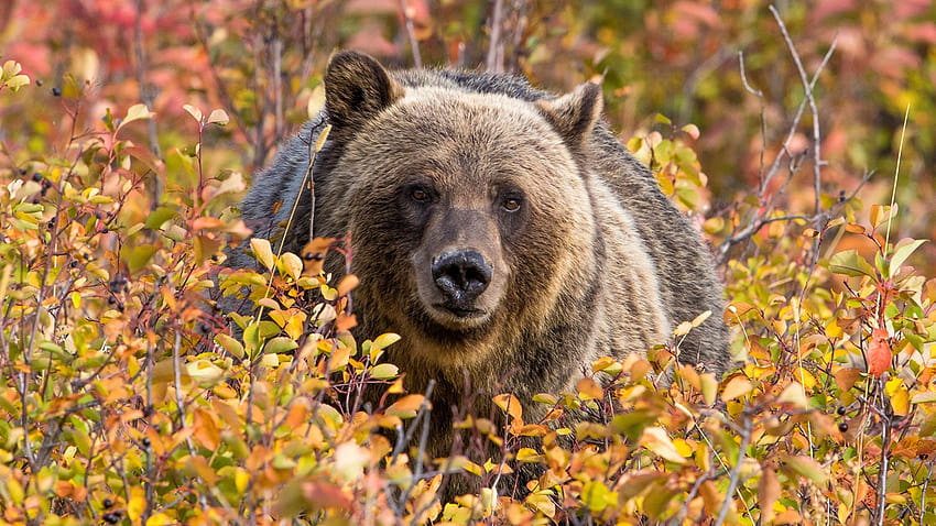 Brown Bears Bears Shrubs Animals 2560x1440, autumn bear HD wallpaper