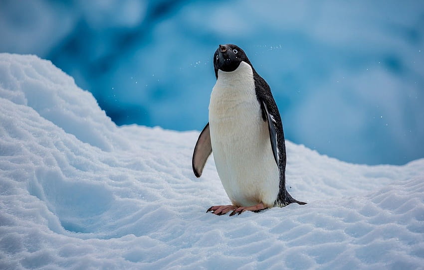 雪, 鳥, ペンギン, 南極大陸, アデリー ペンギン , セクション животные 高画質の壁紙