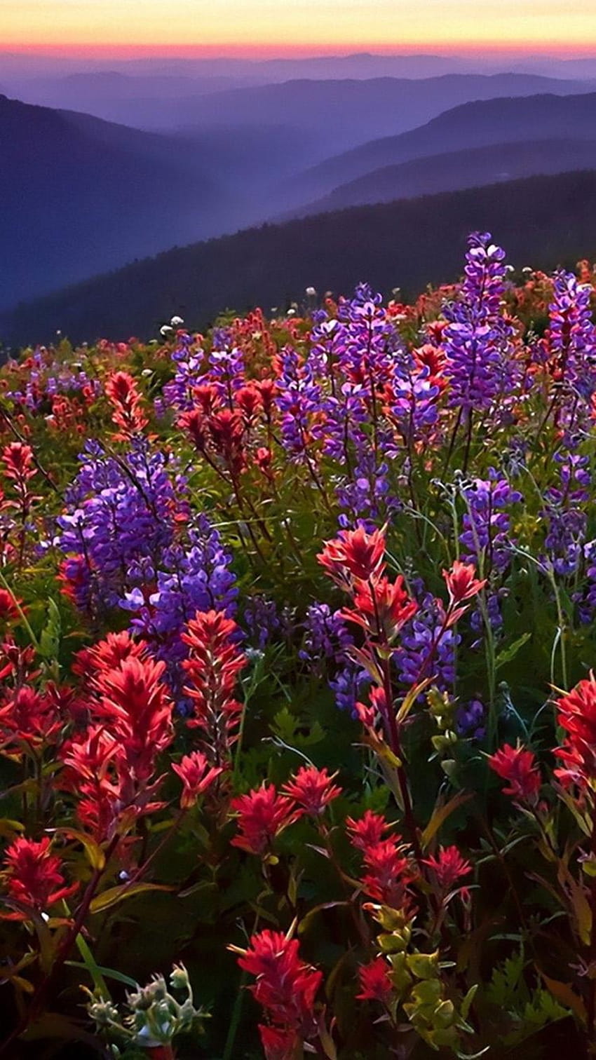 Flower Iphone Meadow Of Purple Flowers Hd Phone Wallpaper Pxfuel