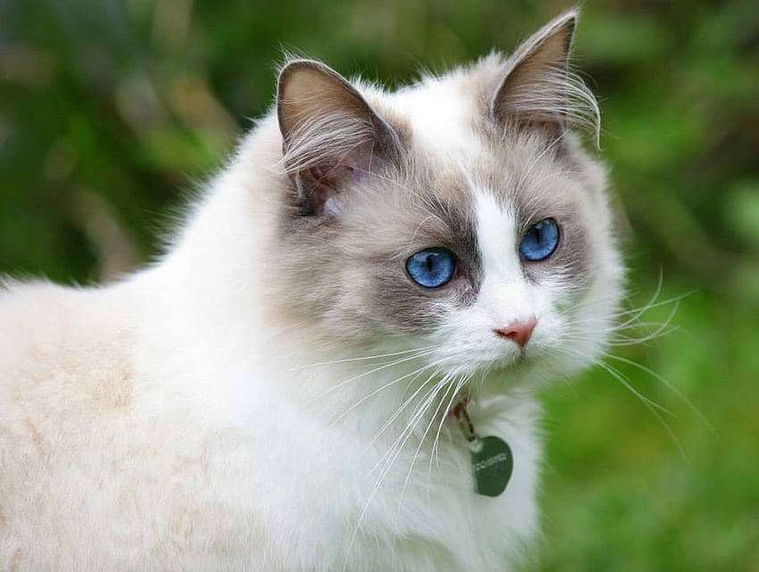 сини очи, красива котка, пухкава, чистокръвна, парцалена кукла и HD тапет