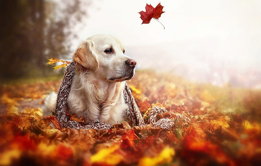 autumn, leaves, nature, dog, scarf, Golden Retriever , section собаки, golden retriever fall HD wallpaper